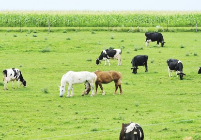 Grazing