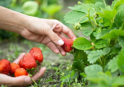 Fruit Picking