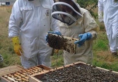 Bee Keeping