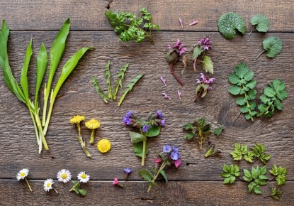 Harvesting edible wild Plants