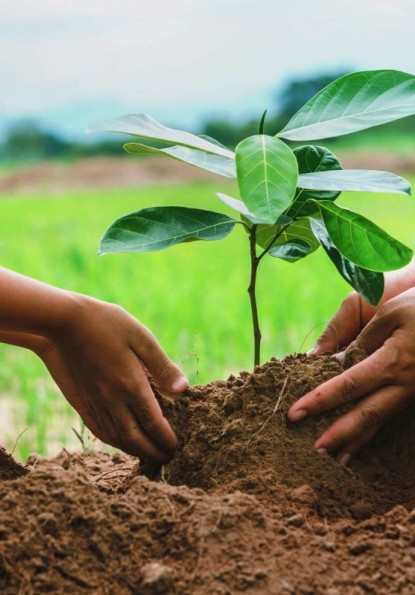 Planting